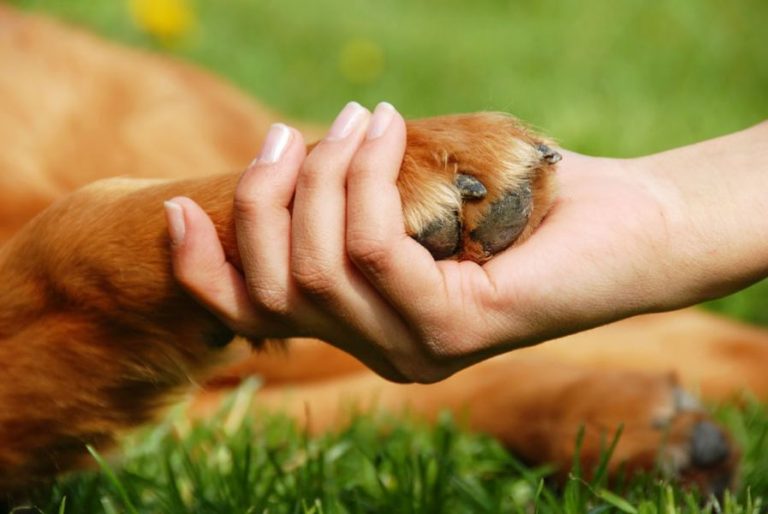 Most popular dog breeds